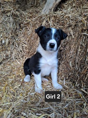 Image 4 of 6 Beautiful Border Collie Puppies