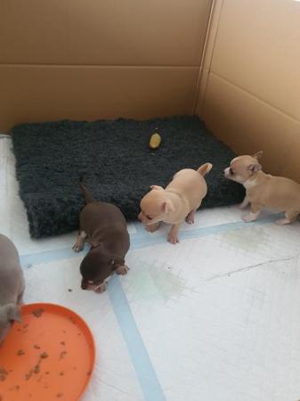 Image 17 of Beautiful smooth coat chihuahua puppies for sale