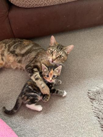 Image 1 of 10 week old kittens Maine coon x bengal ready to go 4 SOLD