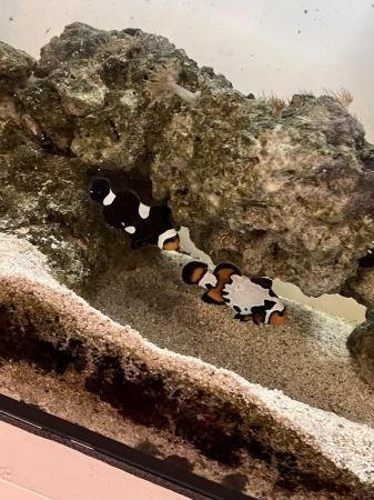 Image 2 of Pair of Clown Fish, one male, one female