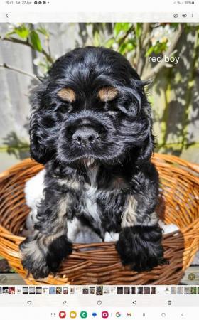 Image 7 of Show American cocker spaniel puppies