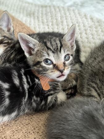 Image 1 of 7 week old bengal cross tabby kittens