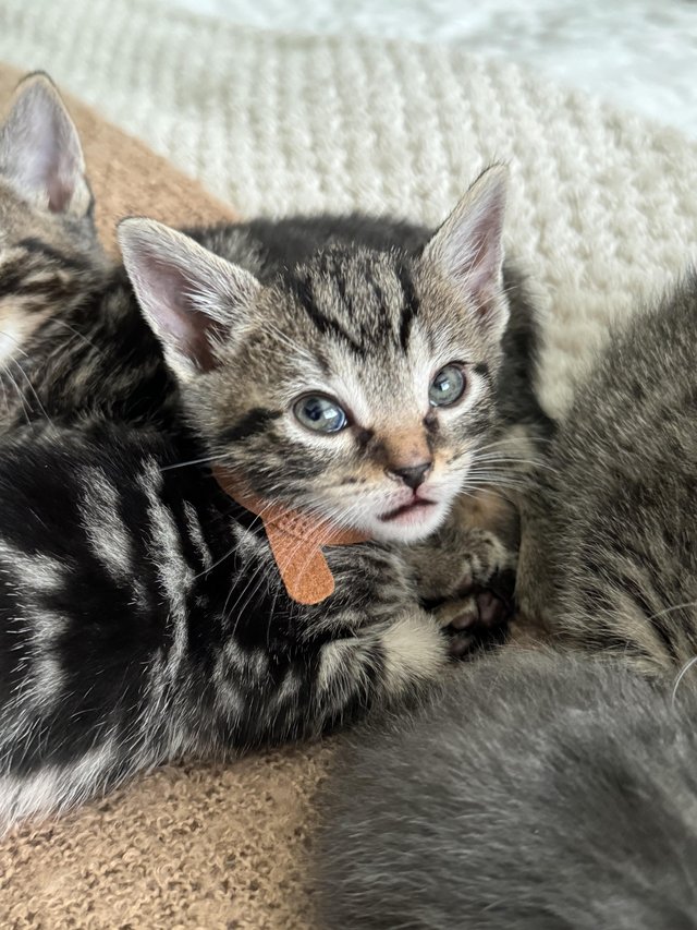Preview of the first image of 7 week old bengal cross tabby kittens.