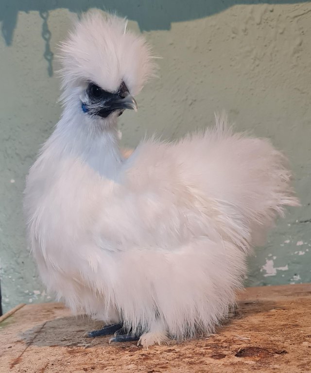 Preview of the first image of Pair of white silkie bantam.