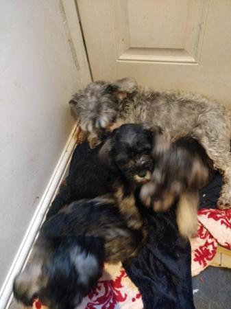 Image 3 of Stunning miniature Schnauzer for sale 2xmale 1xfemale