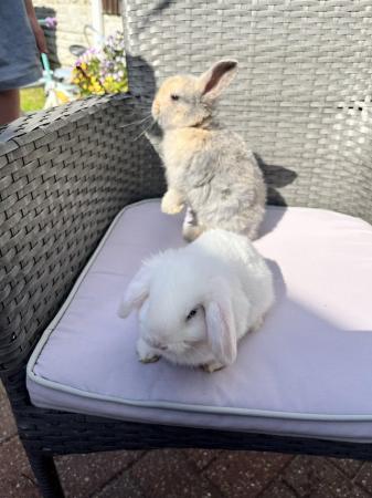 Image 4 of 2 Mini loprabbits for sale