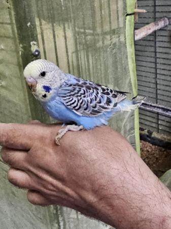 Image 13 of budgies for sale, breeding couples, babies
