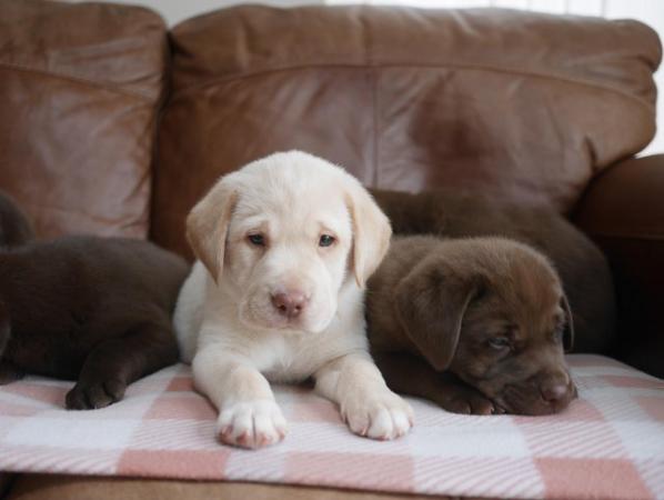Image 4 of Stunning KC Health Tested Labrador Puppies