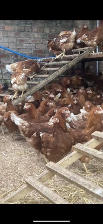 Image 1 of Hens for sale POL———————-
