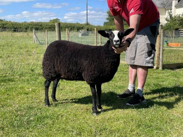 Image 2 of Zwartbles 2024 ewe lambs