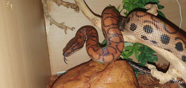 Preview of the first image of CB16 Male Brazilian Rainbow Boa.