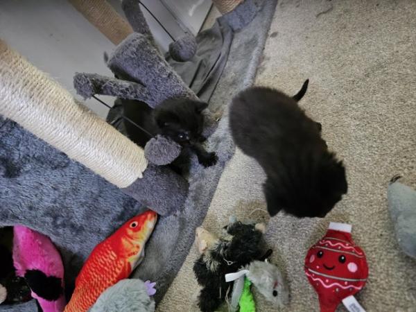 Image 5 of 8 week old bengal x kittens