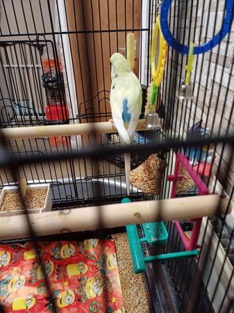 Image 4 of Female budgies Come with cage
