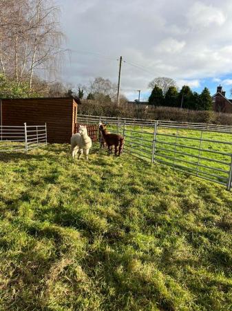 Image 24 of BAS REGISTERED BEAUTIFUL QUALITY BABY ALPACAS