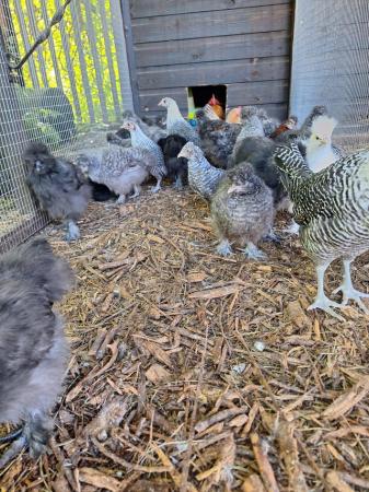 Image 3 of Unsexed silkie growers for sale