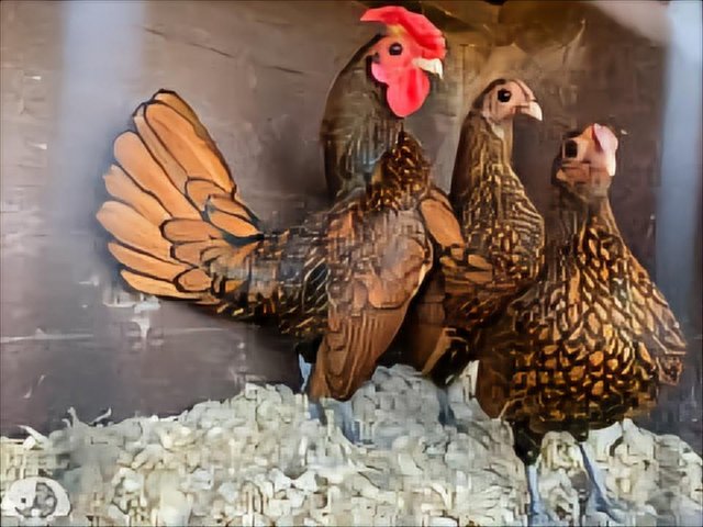 Preview of the first image of Wanted sebright bantams...