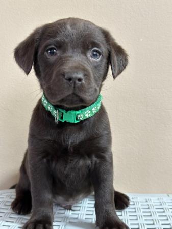 Image 16 of *SOLD*KC Registered Chocolate Labrador Retriever puppies