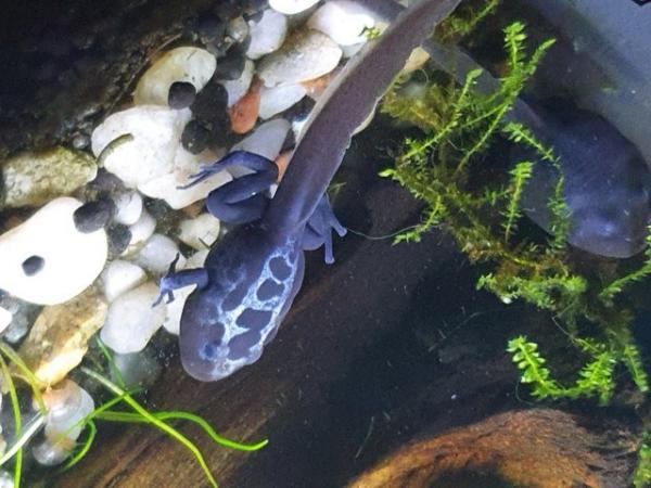Image 3 of Dendrobates tinctorius citronella dart frog tadpoles +others