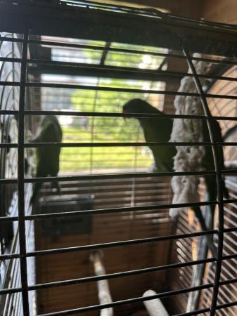 Image 1 of Derbayn parrot for sale one male and two females
