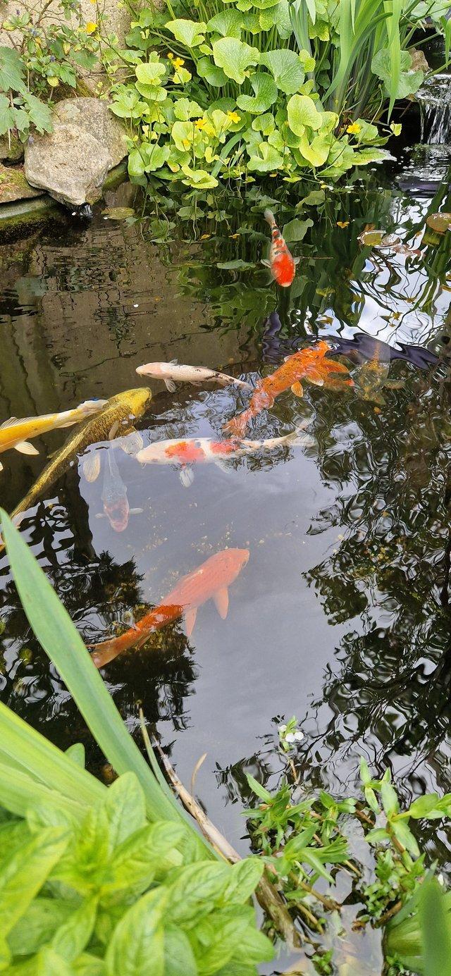 Preview of the first image of WANTED KOI CARP POND FISH REHOME AND RESCUE.