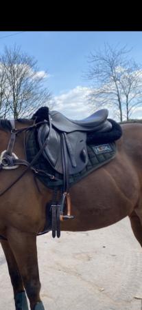 Image 2 of Brown MW 16.5 loxley event saddle
