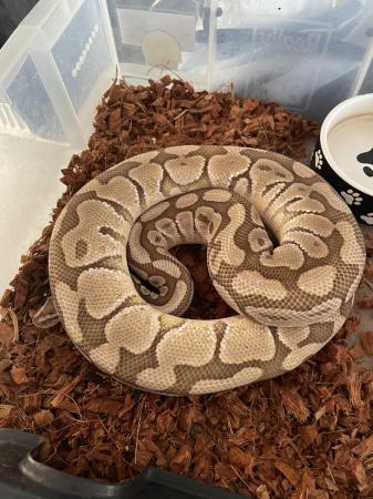 Image 4 of Royal Pythons For Sale Various Morphs