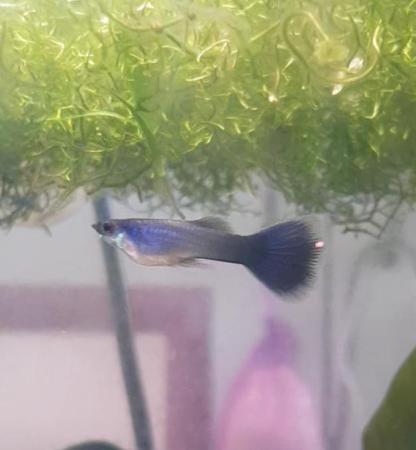 Image 6 of Blue Moscow juvenile guppies 10 for £15