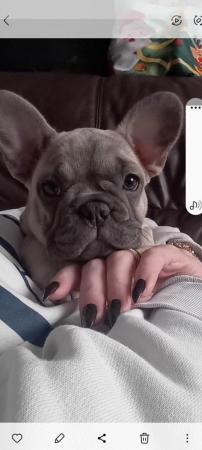 Image 3 of French bulldog puppies 13 weeks older,Microchip,2 vaccinatio
