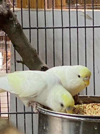 Image 2 of Baby and Young Budgies For Sale