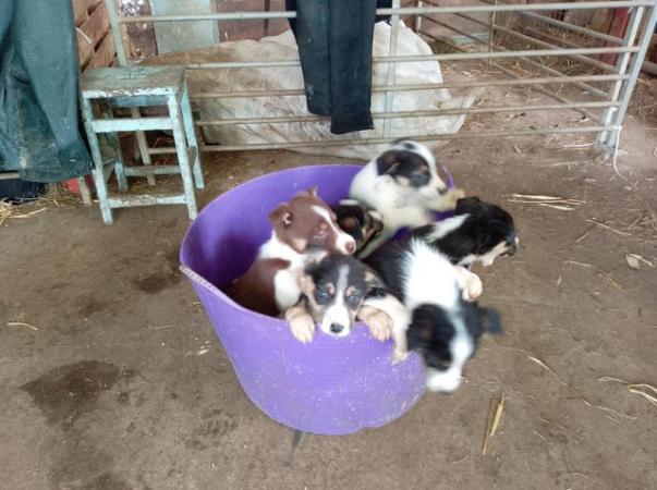 Image 7 of Welsh collie pups working parents