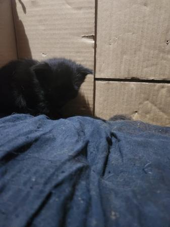 Image 4 of 7 week old black kittens