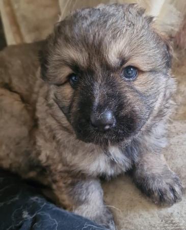 Image 6 of Chunky, adorable German shepherd pups for sale
