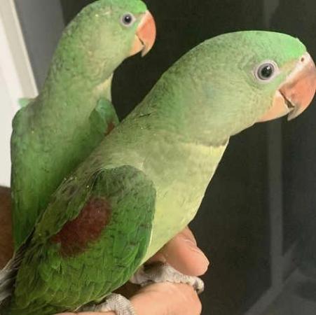 Image 3 of ?? **Adorable Hand-Reared Baby Alexandrine Parrot for Sale!