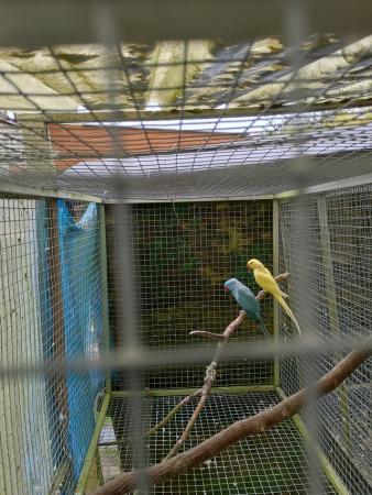 Image 3 of Adult ringneck parakeets