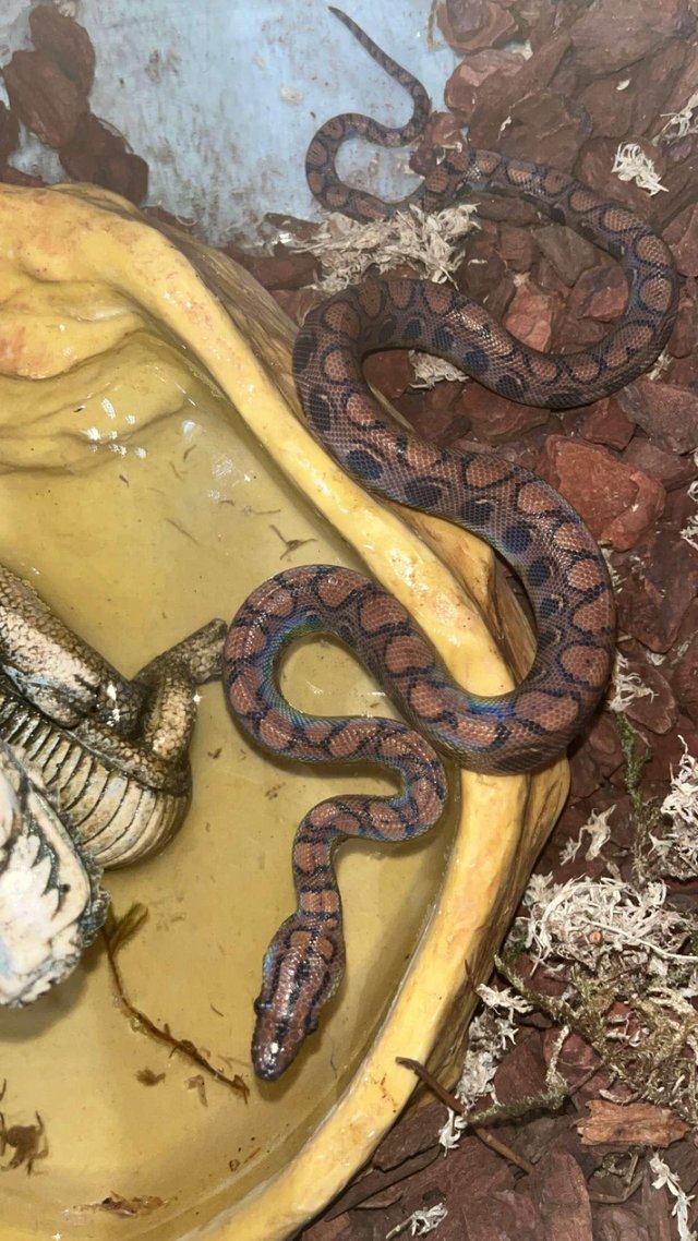 Preview of the first image of Brazilian rainbow boa snake not with viv.