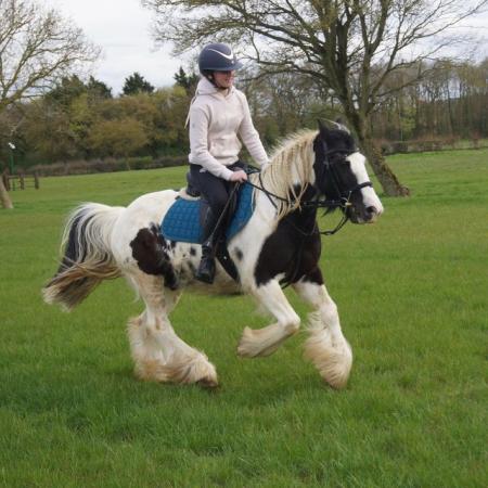 Image 2 of 13.3hh 7 year old Cob gelding