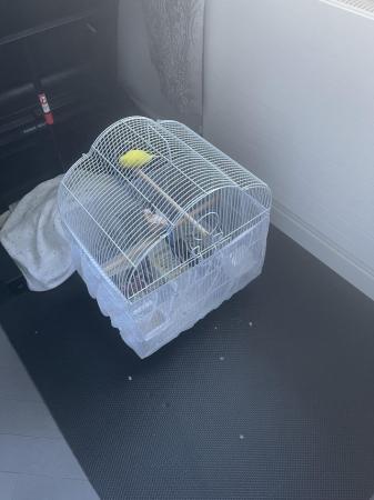 Image 4 of Pair of budgies with or without cage. £50 male & female