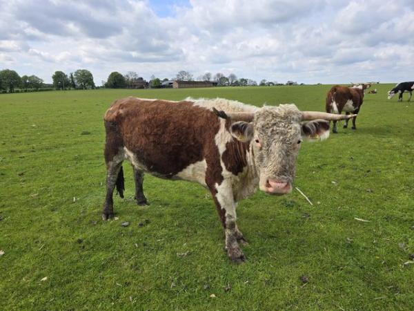 Image 1 of Hereford Cow For Sale ..