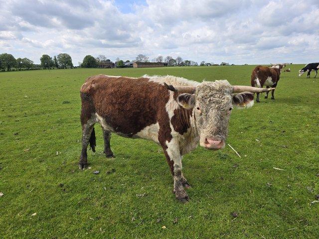 Preview of the first image of Hereford Cow For Sale ...