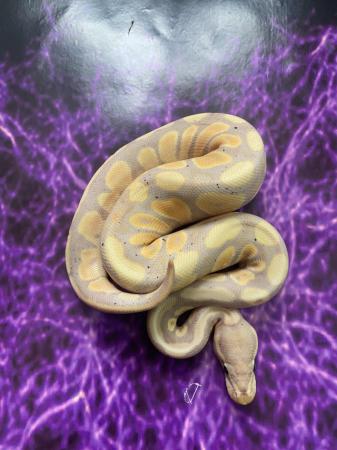 Image 2 of Various morphs ofbaby royal pythons available