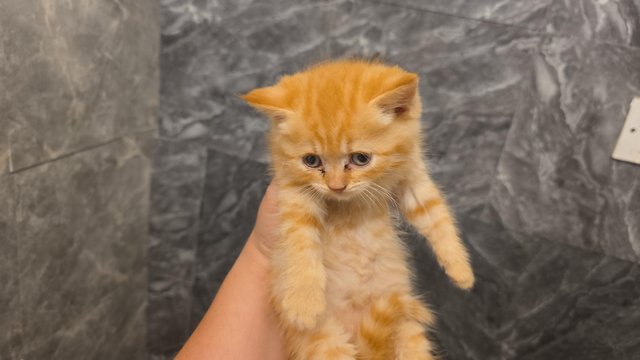 8 cats looking for loving homes 3 girls 6 month old 5 baby's — photo 3 of 4