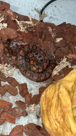 Image 4 of Brazilian rainbow boa snake not with viv