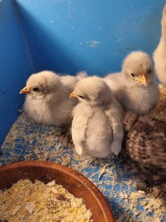 Image 3 of Pekin Bantam Chicks, 2 weeks old, Bantam Chicks