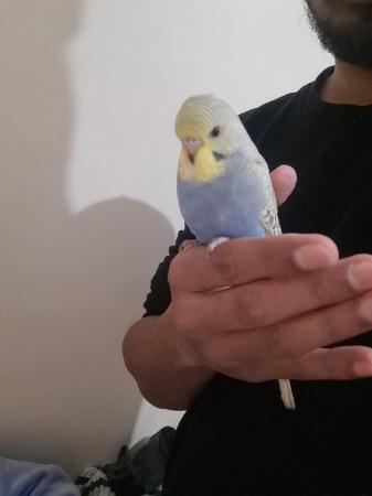 Image 8 of Young hand tamed baby budgies for sale