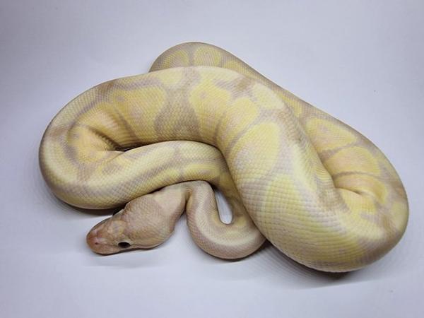 Image 9 of Royal / Ball Pythons - Multiple available
