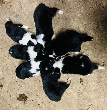 Image 7 of Beautiful Border Collie Puppies -