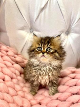 Image 12 of **Stunning 5 generation pedigree Persian kittens**