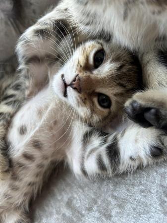 Image 9 of 3 Bengal cross kittens for sale