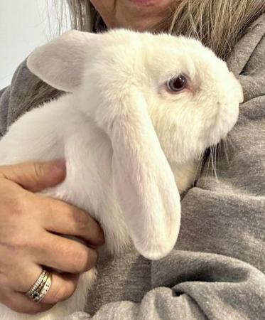 Image 5 of 9month old rabbit (Dennis)