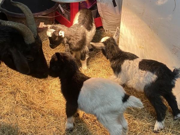Image 2 of Dwarf dairy goats for sale